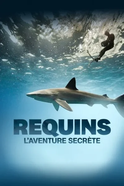 Sharks: The Secret Adventure 5 Imagem subaquática: Um mergulhador com nadadeiras flutua na superfície, com um grande tubarão cinzento nadando abaixo.