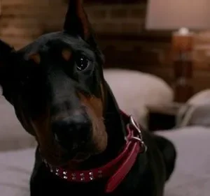 Sobrenatural – T08E15: O Melhor Amigo do Homem com Benefícios
