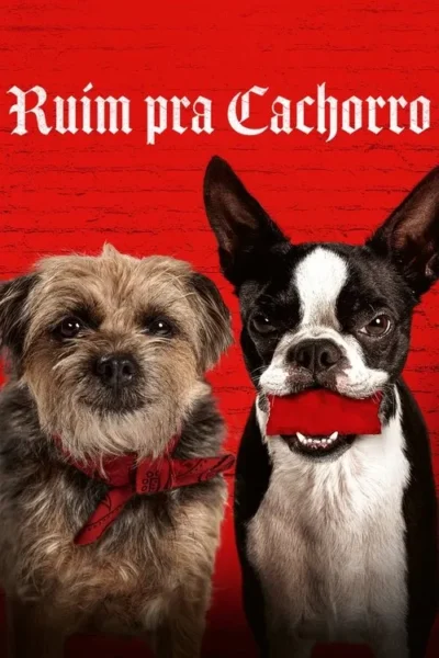 Dois cães posam em fundo vermelho. Um marrom peludo, e um Boston Terrier preto e branco com pano vermelho na boca, exibindo dentes.