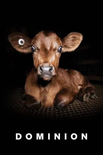 Bezerro marrom deitado, com olhos arregalados e etiqueta na orelha, sobre chão de grade. Ambiente escuro e confinado.