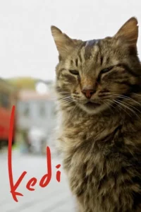 Close-up de um gato tabby marrom com olhos semicerrados, expressão serena. Fundo urbano borrado. Clima tranquilo e natural.