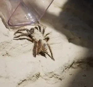 Você Radical – T01E06: Uma aventura venenosa – parte 2