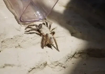 Close-up de uma tarântula peluda escura em uma superfície áspera e clara. Um copo plástico transparente está perto, com sombras fortes.