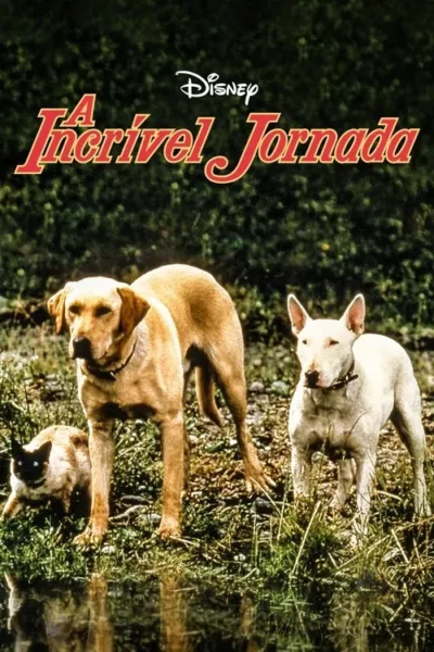 Dois cães e um gato em um campo verde, perto da água. Os animais parecem prontos para uma aventura na natureza.