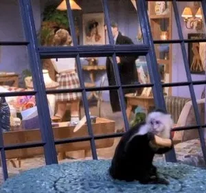 Friends – T01E19: Aquele em que o Macaco Foge