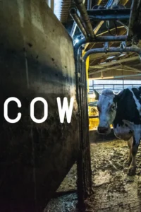 Vaca preto e branco em celeiro escuro e sujo, com grandes estruturas industriais à esquerda e chão enlameado. Clima austero.