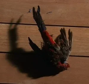 Pássaro morto com penas vermelhas no peito, deitado sobre tábuas de madeira. Sombra dramática projeta uma forma alongada. Clima sombrio.