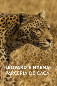 Close-up de um leopardo camuflado na grama seca da savana, olhando intensamente para o lado. Clima selvagem e atento.