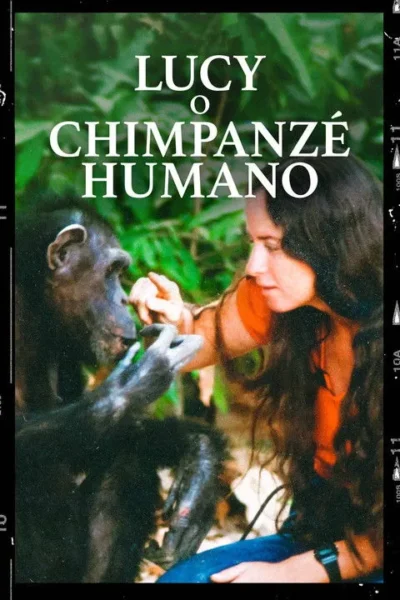 Mulher de cabelo comprido e chimpanzé se tocam gentilmente em cenário verde exuberante. Transmite um profundo vínculo.