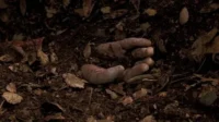 Mão suja e pálida emerge da terra escura com folhas secas. Cena sombria e macabra, indicando mistério ou terror.