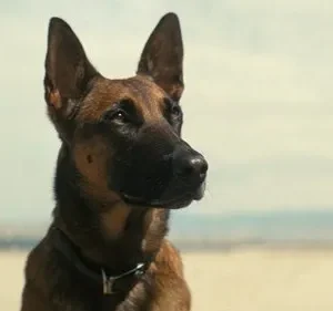 Um cão pastor marrom e preto, de coleira, olha atento para a direita, em uma paisagem clara e aberta sob um céu pálido.