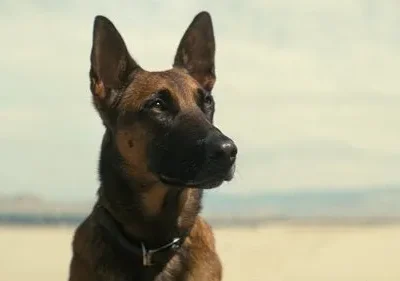 Um cão pastor marrom e preto, de coleira, olha atento para a direita, em uma paisagem clara e aberta sob um céu pálido.