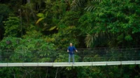 Homem de camisa azul em ponte suspensa alta sobre selva tropical densa. Ele olha para frente, em cenário de exploração.